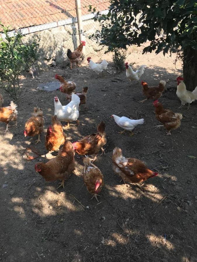 Quinta De Varzielas - Agroturismo Каштелу-де-Пайва Екстер'єр фото